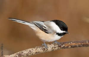 Black-capped Chickadee / © Bryan Pfeiffer