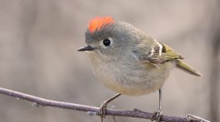 kinglet-730x509