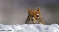 redsquirrel-300x167