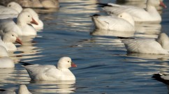 Ross's Goose