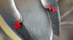 waxwing-red-450x251
