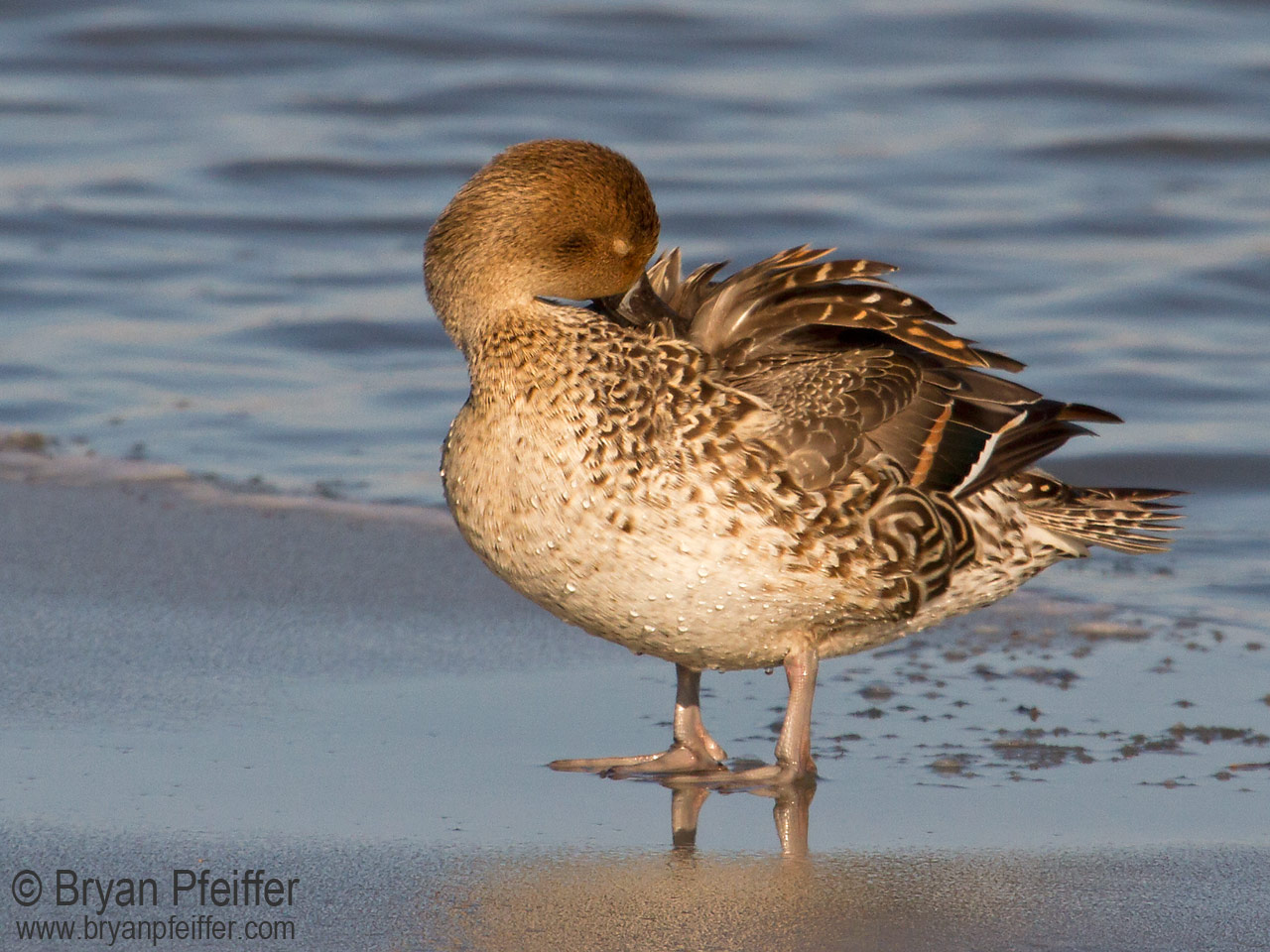 Better Know A Duck: Northern Pintail