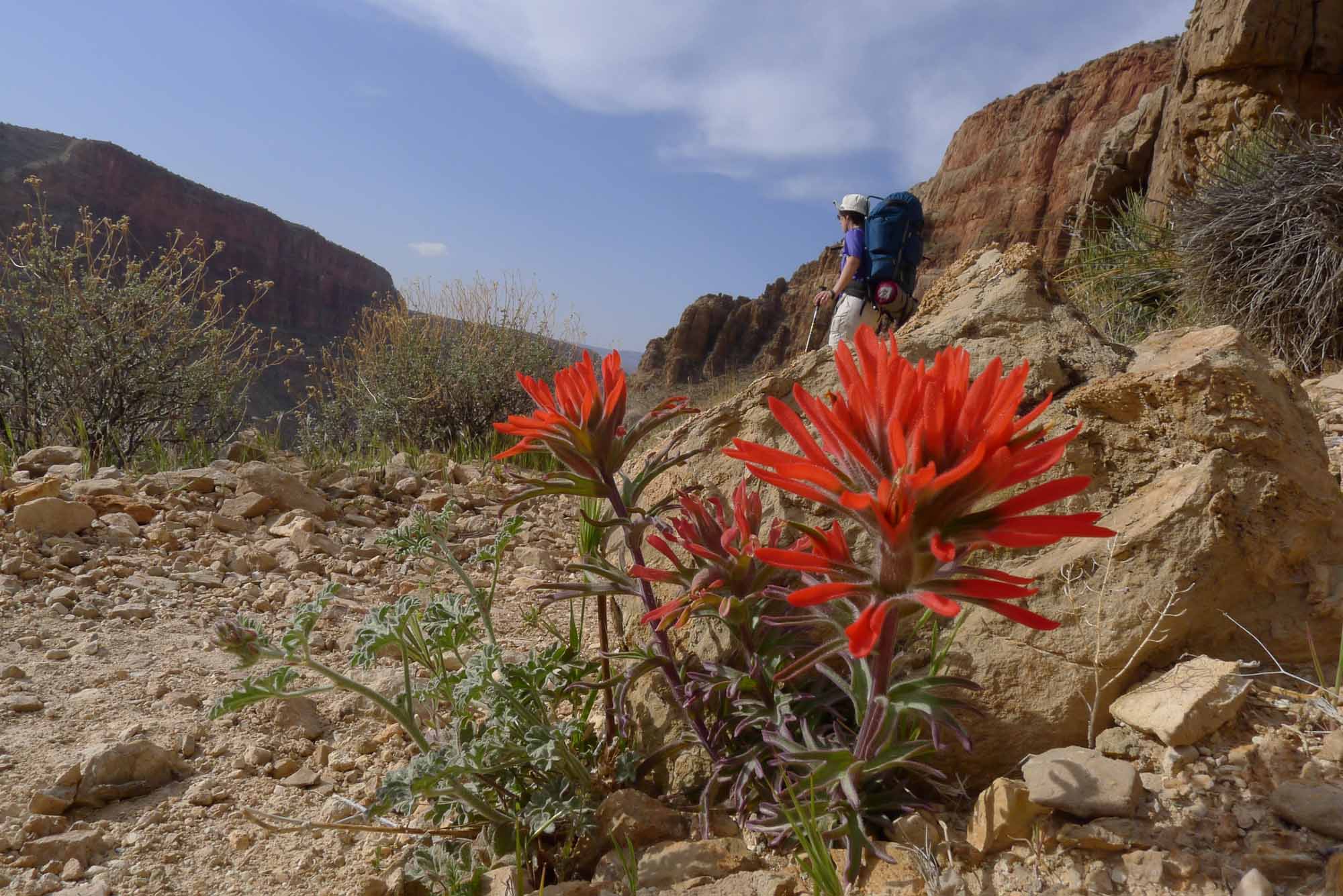 Grand Canyon Gratitude Bryan Pfeiffer