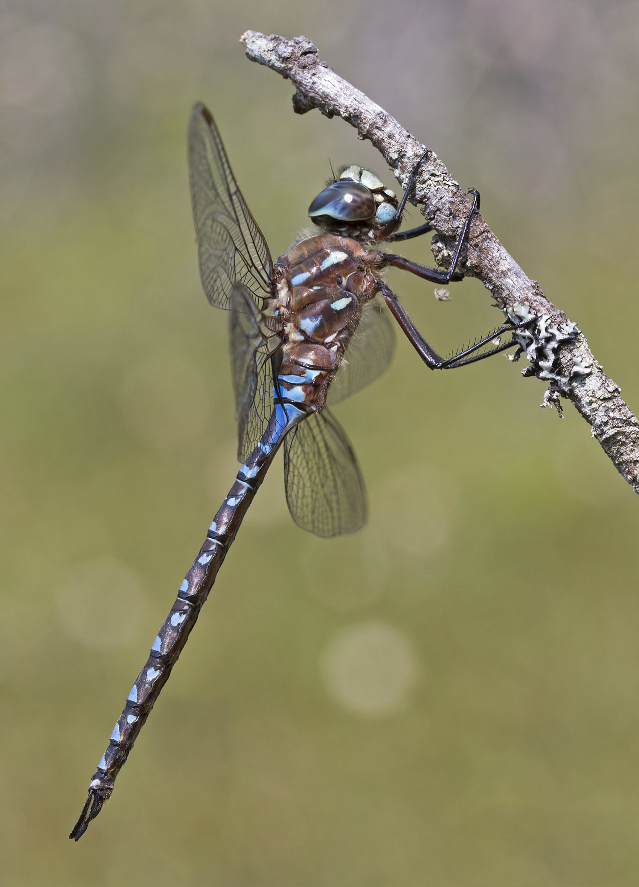 dragonfly-swarms