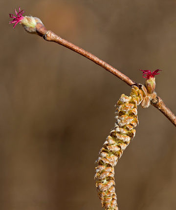 Beaked Hazelnut (Corylus cornuta) catkin and female flowers