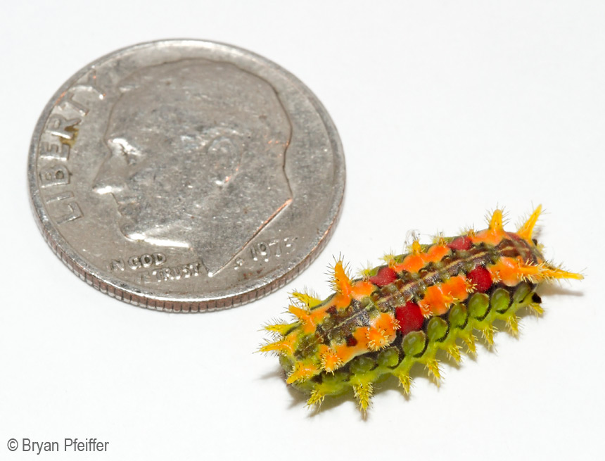Euclea delphinii (Spiny Oak-Slug Moth) / © Bryan Pfeiffer