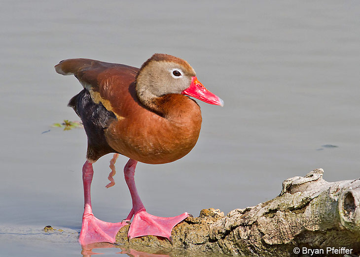 partij Uitgaan Rood Twisted Duck Sex