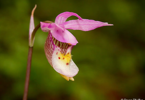 Calypso orchid by Bryan Pfeiffer