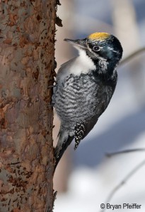 American Three-toed Woodpecker / © Bryan Pfeiffer