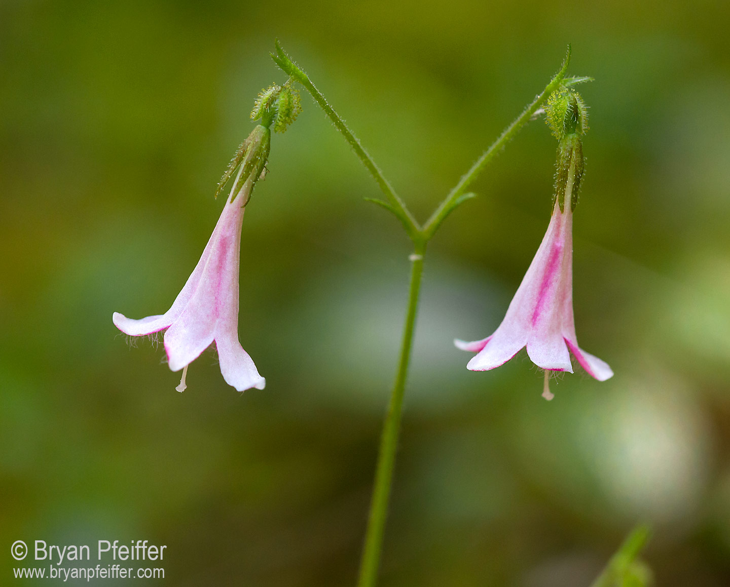 Twinflower (Linnaea borealis) / © Bryan Pfeiffer