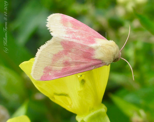 Jeannie Killiam found her first Primrose Moth on her property in Barnard, Vermont, on August 14.