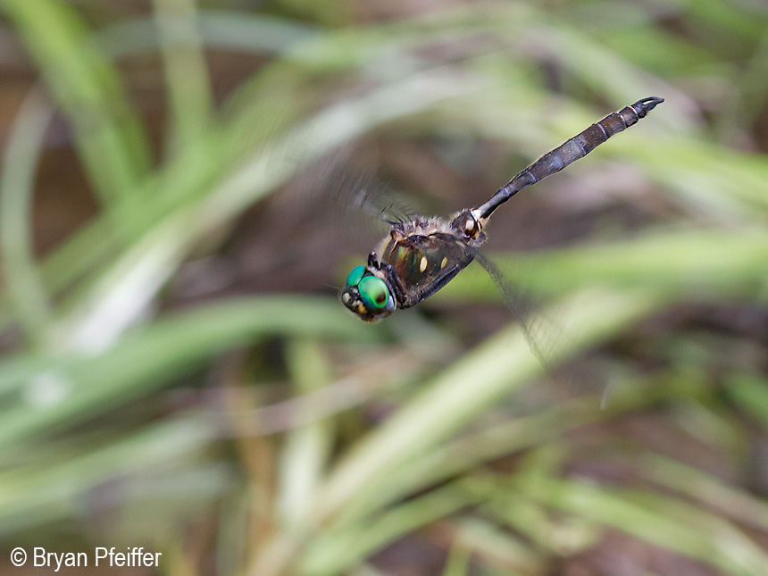 Ocellated Emerald (Somatochlora minor) on the prowl / © Bryan Pfeiffer