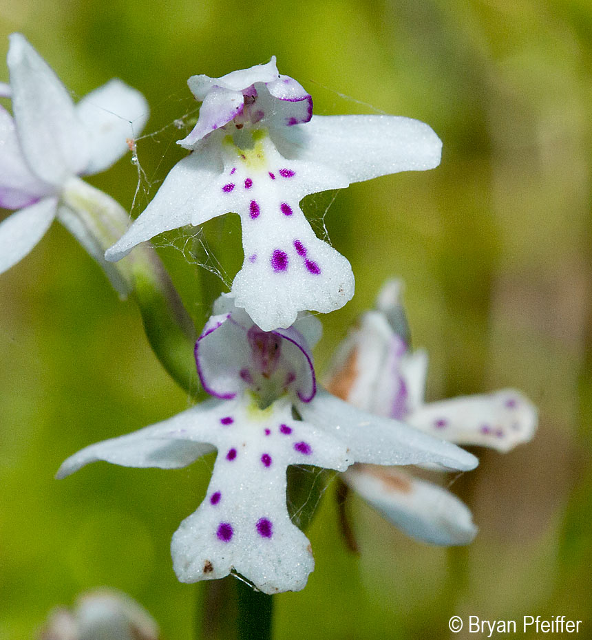 orchids-860x