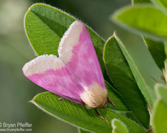 Primrose Moth (Schnia florida) from Maine