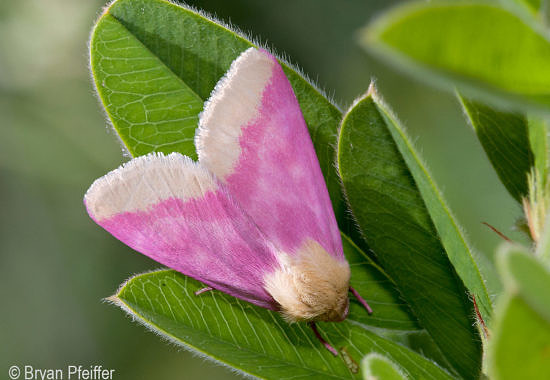 Primrose Moth (Schinia flordia) by Bryan Pfeiffer