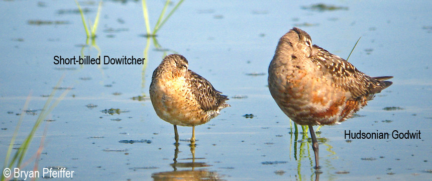 dowitcher-godwit-named-860x360