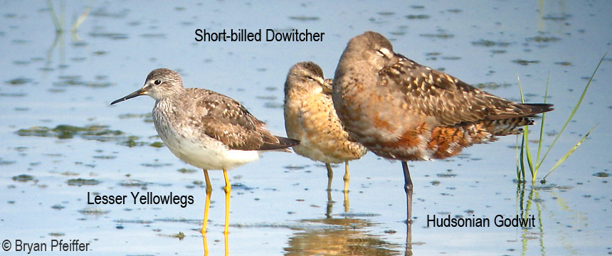 dowitcher-godwit-yellowlegs-named-860x360