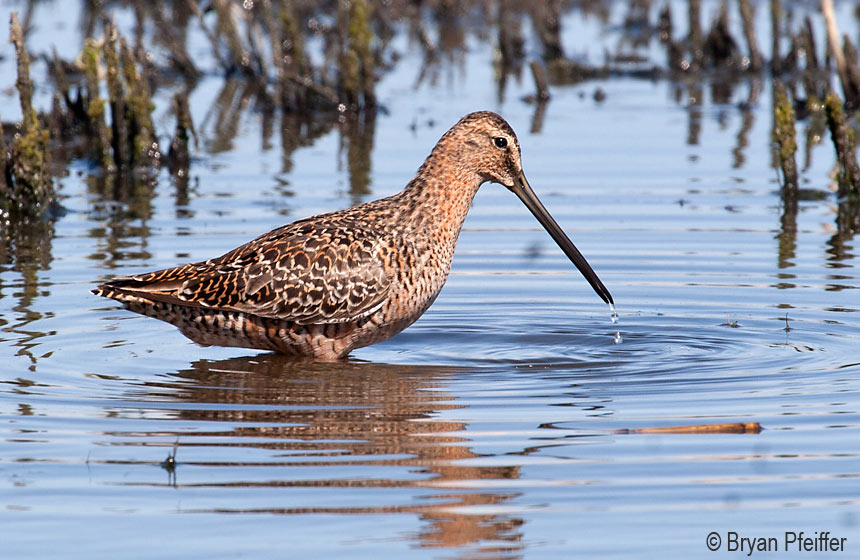 3: Long-billed Dowitcher