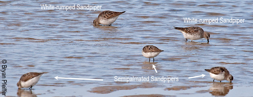 5: White-rumped Sandpipers and Semipalmated Sandpipers