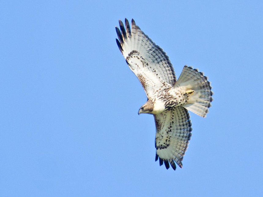 Red-tailed Hawk (without a red tail) / © Bryan Pfeiffer