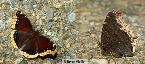 Mourning Cloak (dorsal and ventral) / © Bryan Pfeiffer
