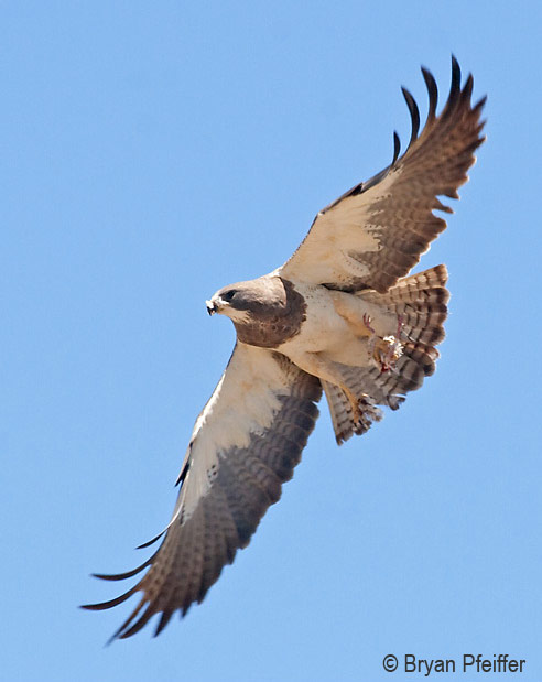 Swainson's Hawk / © Bryan Pfeiffer
