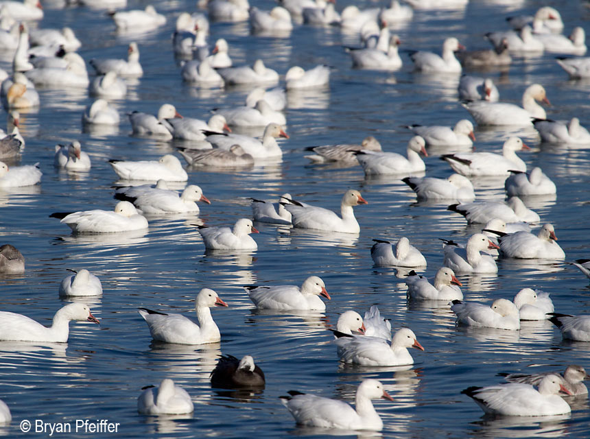 Snow Geese and Ross's Goose