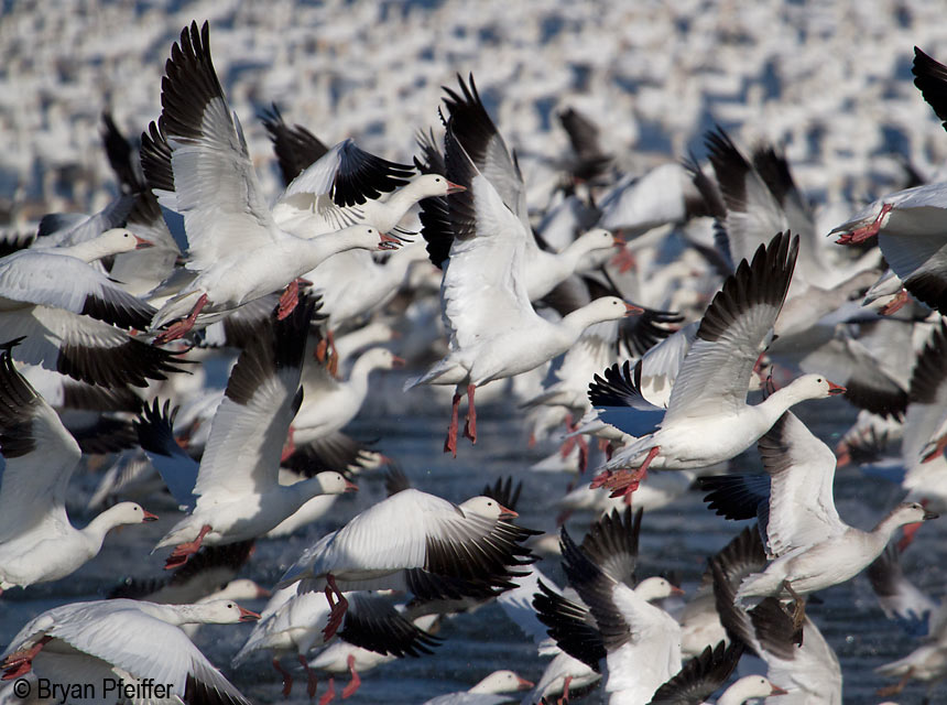 SnowGeese2
