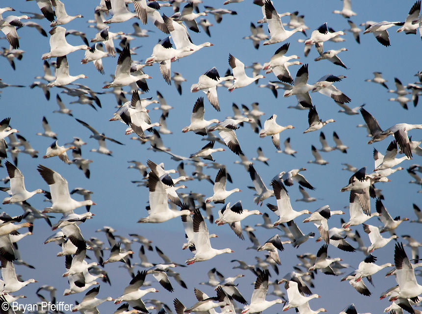 SnowGeese3