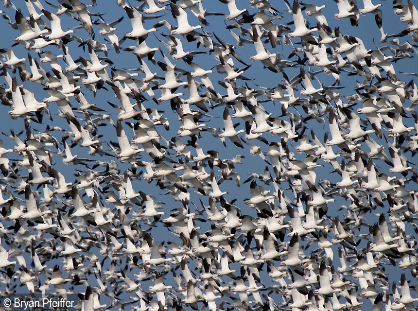 SnowGeese4
