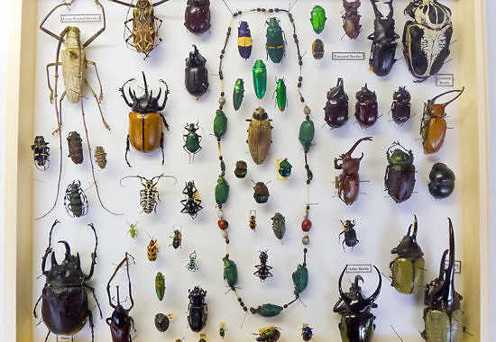 Beetles at Florida State Collection of Arthropods