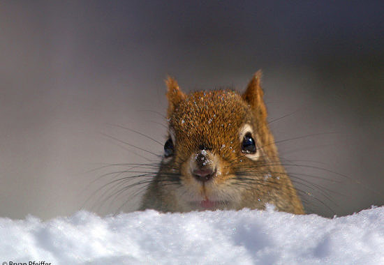 Red Squirrel by Bryan Pfeiffer