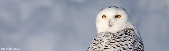 snowy-owl-860x260