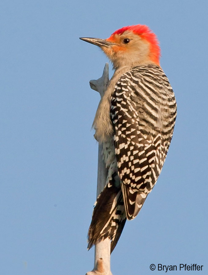 Red-bellied Woodpecker /  © Bryan Pfeiffer