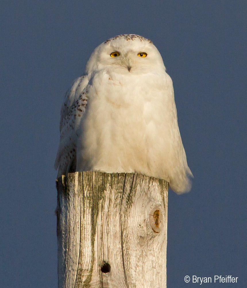 Snowy-Owl-EastMontpelier-2-860x