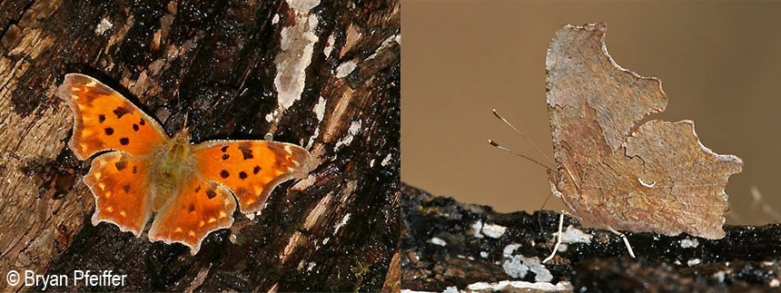 Eastern Comma (Polygonia comma) from above and below / © Bryan Pfeiffer