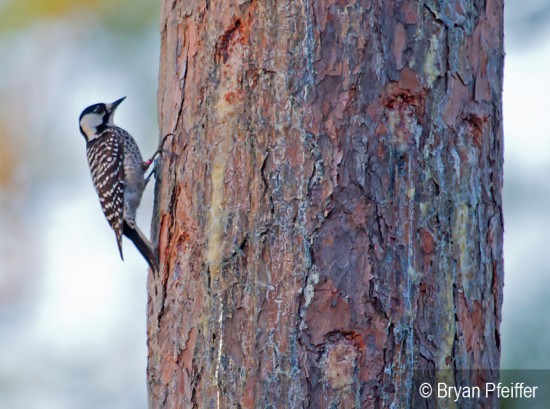 Red-cockaded Woodpecker on Longleaf Pine / @ Bryan Pfeiffer
