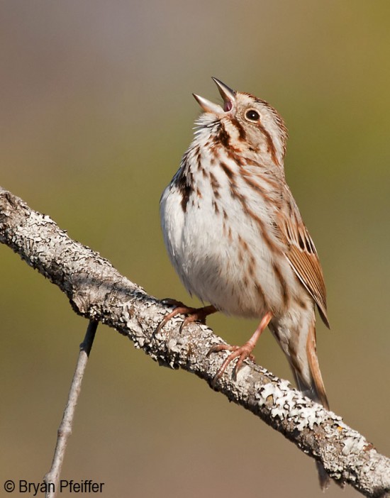 Song Sparrow / © Bryan Pfeiffer