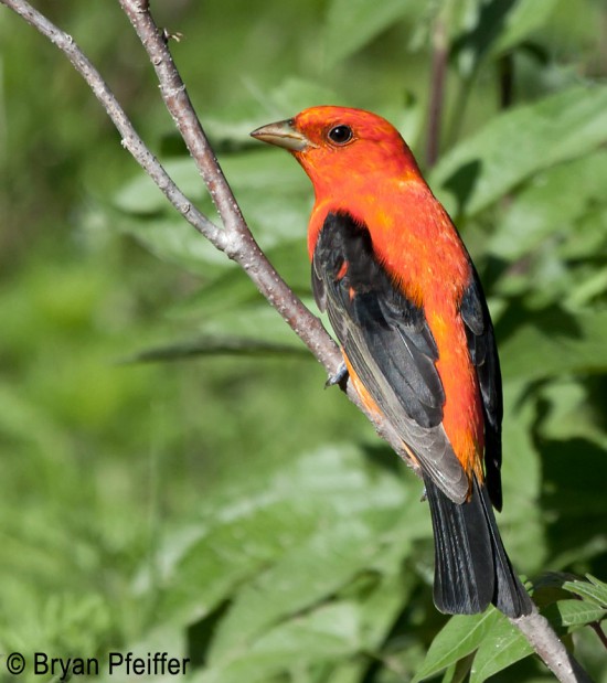 scarlet-tanager-860x969