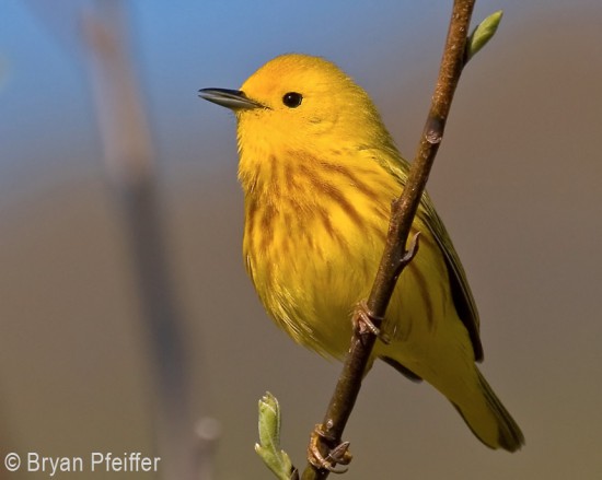 Yellow Warbler / © Bryan Pfeiffer