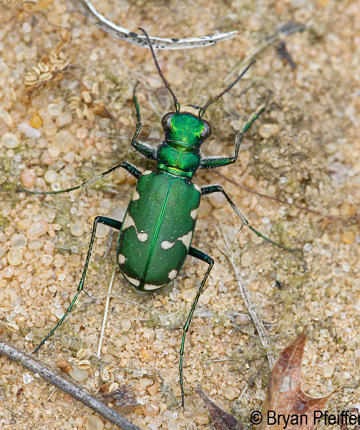 Northern Barrens Tiger Beetle from Wisconsin