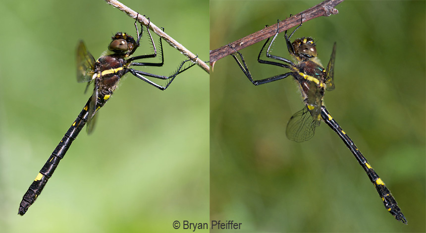 Swift River Cruisers (Macromia illinoiensis) - female and male / © Bryan Pfeiffer
