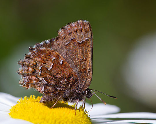 Eastern Pine Elfin (Callophrys niphon) - about the size of your thumbnail