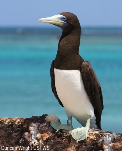 brown-booby