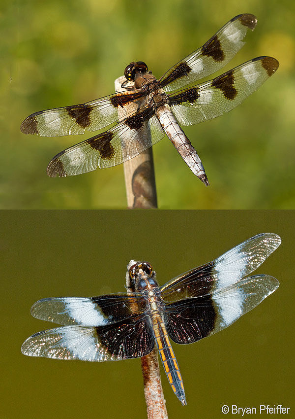 Twelve-spotted Skimmer (above) and Widow Skimmer (below) / © Bryan Pfeiffer