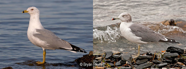 Ring-billed Gull and Black-tailed Gull