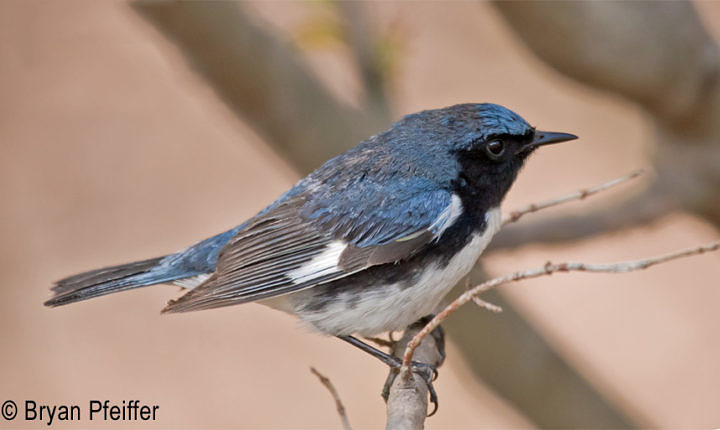 Black-throated Blue Warbler nests low in the hardwoods.