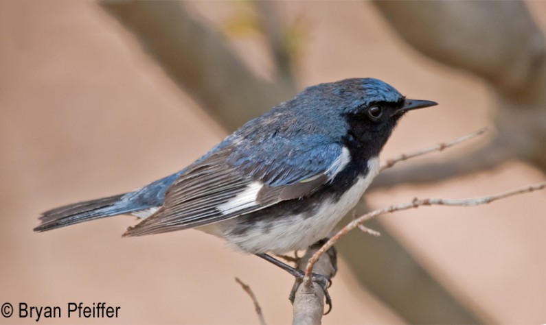 Black-throated-Blue-Warbler-860x513