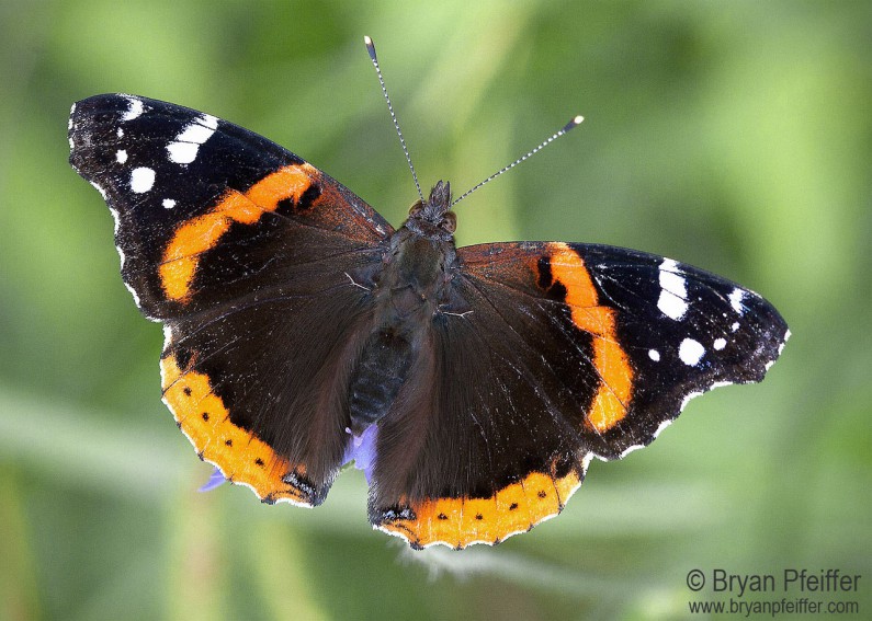 Red Admiral (Vanessa atalanta), as you mostly know it. 