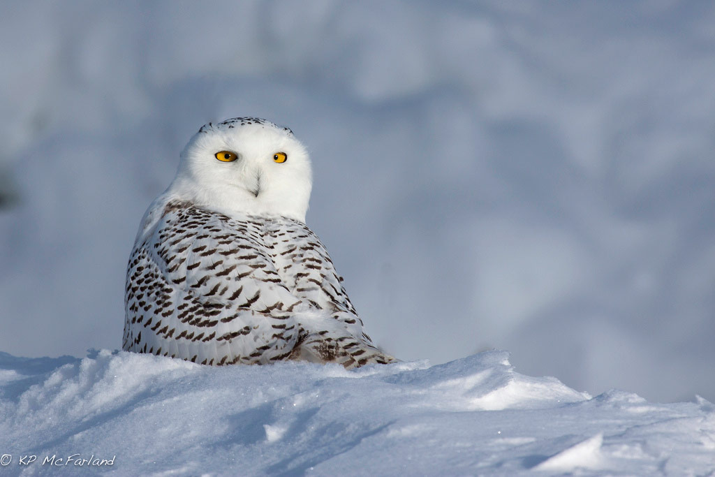 Snowy Owl Alert